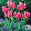 Tulipan Happy Family - opak. 5 szt.