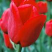 Tulipan Ile de France - opak. 5 szt.