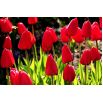 Tulipan Ile de France - opak. 5 szt.