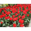 Tulipan Ile de France - opak. 5 szt.