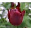 Tulipan Jan Reus - opak. 5 szt.