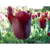 Tulipan Jan Reus - opak. 5 szt.