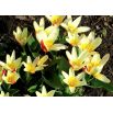 Tulipan Johann Strauss - opak. 5 szt.