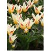 Tulipan Johann Strauss - opak. 5 szt.