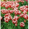 Tulipan Leen van der Mark - opak. 5 szt.