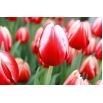 Tulipan Leen van der Mark - opak. 5 szt.