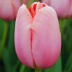 Tulipan Menton - opak. 5 szt.