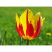 Tulipan Mickey Mouse - opak. 5 szt.