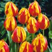 Tulipan Mickey Mouse - opak. 5 szt.