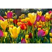 Tulipan Mix - opak. 5 szt.