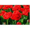 Tulipan Miranda - opak. 5 szt.