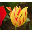Tulipan Mona Lisa - opak. 5 szt.