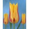 Tulipan Mona Lisa - opak. 5 szt.