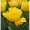 Tulipan Monte Carlo - opak. 5 szt.