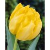 Tulipan Monte Carlo - opak. 5 szt.