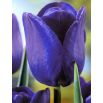 Tulipan niebieski - Blue - 5 szt.