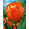 Tulipan Orange Favourite - opak. 5 szt.
