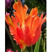 Tulipan Orange Favourite - opak. 5 szt.