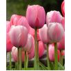 Tulipan Pink Impression - 5 szt.