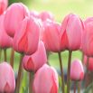 Tulipan Pink Impression - 5 szt.