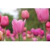 Tulipan Pink Impression - 5 szt.