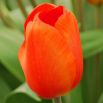 Tulipan pomarańczowy - Orange - 5 szt.