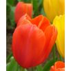 Tulipan pomarańczowy - Orange - 5 szt.