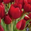 Tulipan Red Georgette - opak. 5 szt.