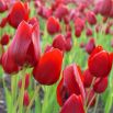 Tulipan Red Georgette - opak. 5 szt.
