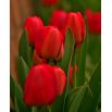 Tulipan czerwony - Red - 5 szt.