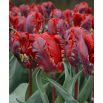 Tulipan Rococo - opak. 5 szt.