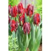 Tulipan Rococo - opak. 5 szt.