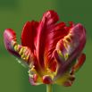 Tulipan Rococo - opak. 5 szt.