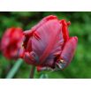 Tulipan Rococo - opak. 5 szt.