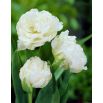 Tulipan Mount Tacoma - opak. 5 szt.