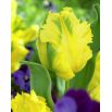 Tulipan papuzi - Texas Gold - 5 szt.