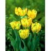 Tulipan papuzi - Texas Gold - 5 szt.