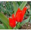 Tulipan botaniczny - Tubergen's Variety - 5 szt.