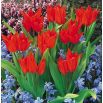 Tulipan botaniczny - Tubergen's Variety - 5 szt.