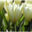 Tulipan niski - White Purissima - 5 szt.