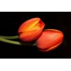 Tulipan pomarańczowy - Orange - 5 szt.