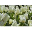 Tulipan niski - White Purissima - 5 szt.