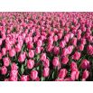 Tulipan Pink Impression - 5 szt.