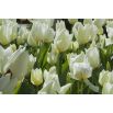 Tulipan City Of Vancouver - 5 szt.