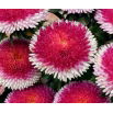 Aster - Hi-No-Maru