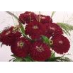 Cynia wytworna daliowa Violet Queen