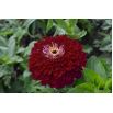 Cynia wytworna daliowa Violet Queen