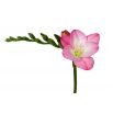 Frezja pojedyncza różowa - Pink - 10 szt.