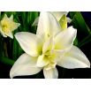 Hipeastrum - Amarylis - Jewel