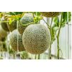 Melon Seledyn F1
